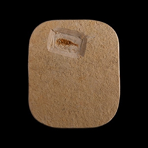 Natural History - Fossil Lacewing