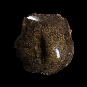 Natural History - Fossil Hexagonaria Coral