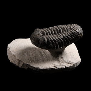 Natural History - Phacops Fossil Trilobite