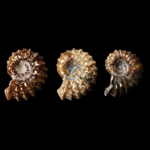 Natural History - Polished Douvilleiceras Fossil Ammonite Group