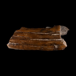 Natural History - Mammoth Fossil Tusk Section