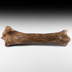 Natural History - Woolly Rhinoceros Fossil Leg Bone