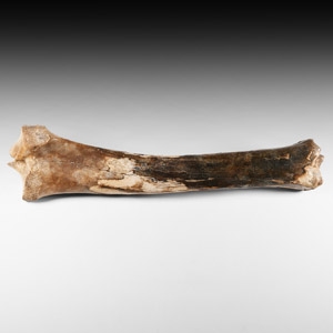 Natural History - Ice Age Bison Fossil Leg Bone