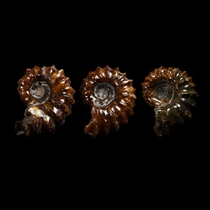 Natural History - Polished Douvilleiceras Fossil Ammonite Group