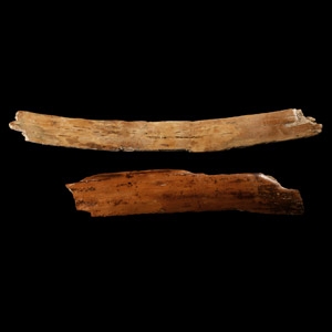 Natural History - Mammoth Tusk Section Group