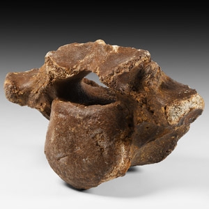 Natural History - Woolly Rhinoceros Fossil Vertebra