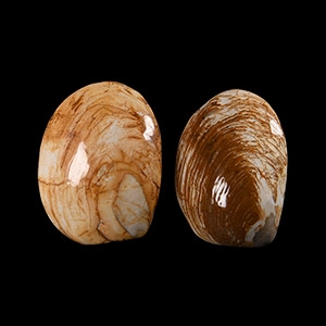 Natural History - Fossil Bivalve Group