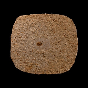 Natural History - Fossil Beetle