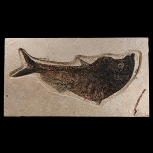 Natural History - Large Diplomystus Fossil Fish