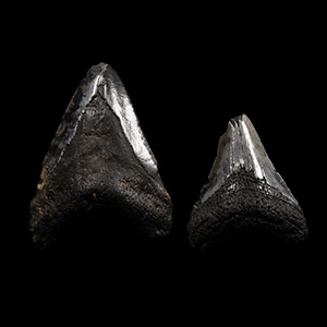 Natural History - Megalodon Giant Sharks Fossil Tooth Group