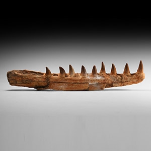 Natural History - Large Mosasaur Jaw Section