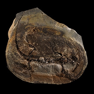 Natural History - Fossil Barasaurus Parareptile Skeleton