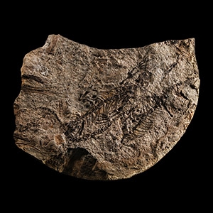 Natural History - Pair of Barasaurus Skeletons