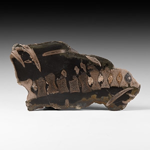 Natural History - British Polished Ichthyosaur Vertebrae Display