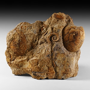 Natural History - British Heteromorph Fossil Ammonite with Bivalves Display