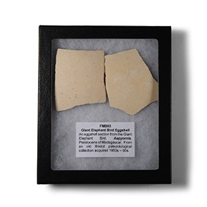 Natural History - Giant Elephant Bird Eggshell Group