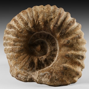 Natural History - Fossil Agadir Ammonite