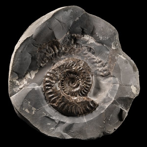 Natural History - Whitby Fossil Ammonite
