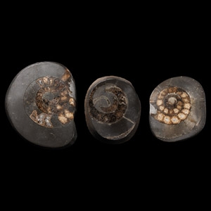 Natural History - Polished Whitby Dac Fossil Ammonite Group