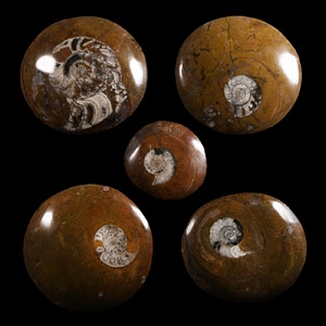 Natural History - Polished Goniatite Button Fossil Ammonite Group