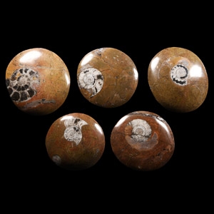Natural History - Polished Goniatite Button Fossil Ammonite Group