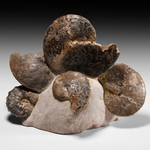 Natural History - Fossil Ammonoid Display