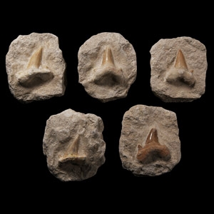 Natural History - Fossil Otodus Shark Teeth on Matrix Group