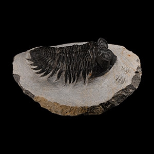 Natural History - Coltraneia Fossil Trilobite on Matrix