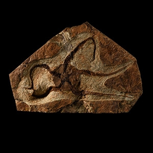 Natural History - Fossil Brittle Star on Matrix