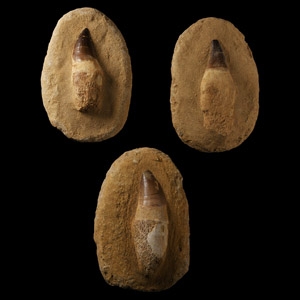 Natural History - Fossil Mosasaur Teeth Group