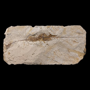 Natural History - Hyphalosaurus Fossil in Matrix