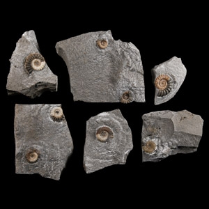 Natural History - Lyme Regis Fossil Ammonite Group
