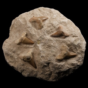 Natural History - Fossil Otodus Shark Teeth on Matrix