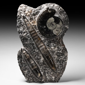 Natural History - Polished Goniatite and Orthoceras Display