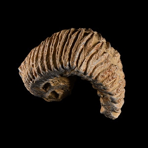 Natural History - Rastellum Fossil Bivalve