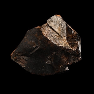 Natural History - Fossil Ginkgo Leaf in Matrix