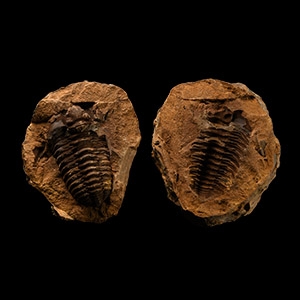 Natural History - Flexicalymene Fossil Trilobite Nodule