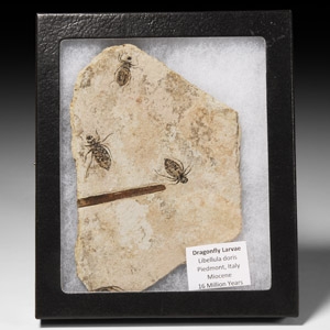 Natural History - Fossil Dragonfly Larvae in Matrix