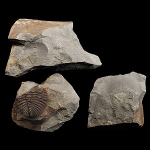 Natural History - Welsh Fossil Trilobite Group