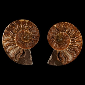 Natural History - Cut and Polished Fossil Ammonite Pair