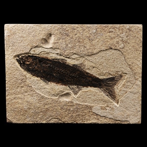 Natural History - Mioplosus Fossil Fish in Matrix