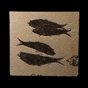 Natural History - Knightia Fossil Fish in Matrix