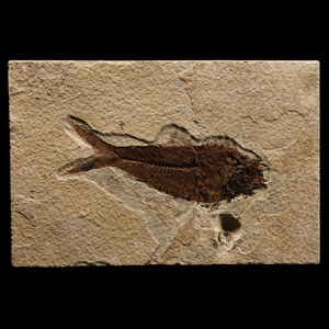Natural History - Diplomystus Dentatus Fossil Fish in Matrix