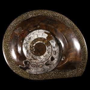 Natural History - Large Polished Goniatite Display Plate