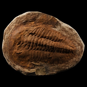 Natural History - Large Fossil Cambropallas Trilobite