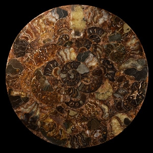 Natural History - Polished Fossil Ammonite Plate
