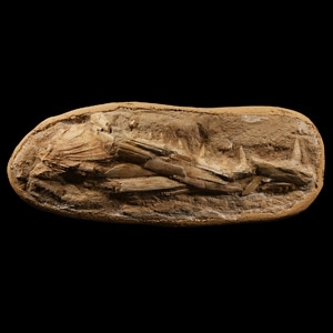 Natural History - Fossil Ray-Finned Enchodus Jaw