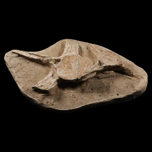 Natural History - Fossil Plesiosaur Vertebrae