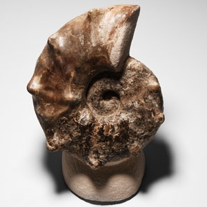 Natural History - Polished Fossil Ammonite Display