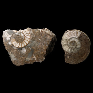 Natural History - Polished Scunthorpe Fossil Ammonites